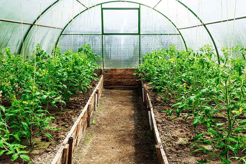 Greenhouses