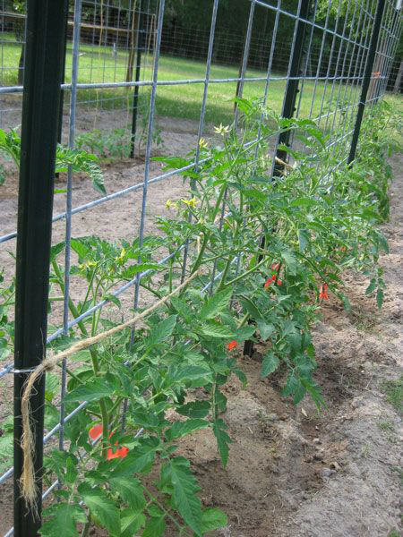 Cattle / Hog Panel Trellis