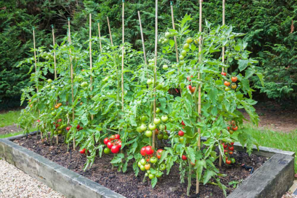 Raised Beds