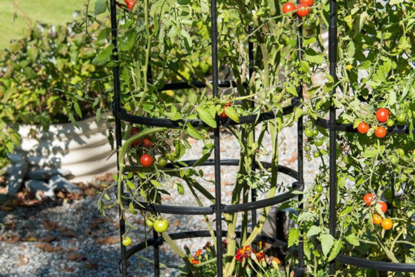 Tomato Cages