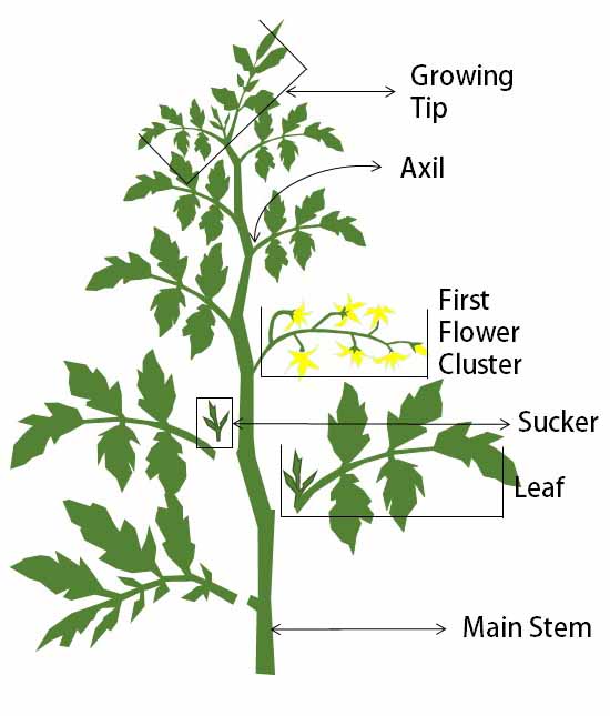 Image from ofags.com/how-to-prune-tomatoes
