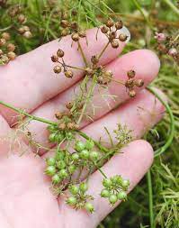 Coriander seeds