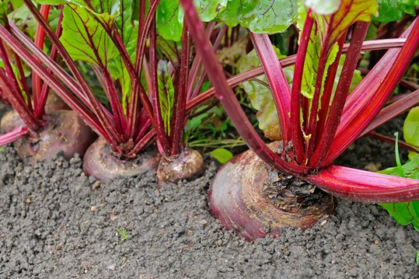 Mature beets